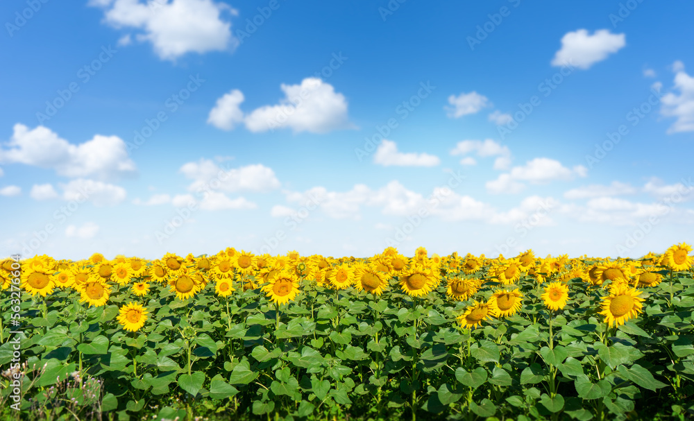 Obraz premium Sunflowers blooming field on blue sky background.