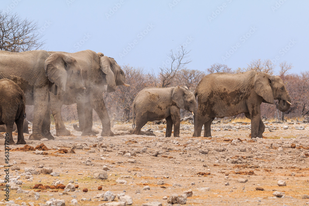 Fototapeta premium Elephant in natural habitat in Etosha National Park in Namibia.