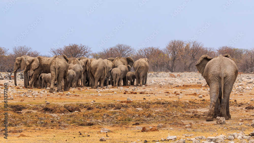 Fototapeta premium Elephant in natural habitat in Etosha National Park in Namibia.