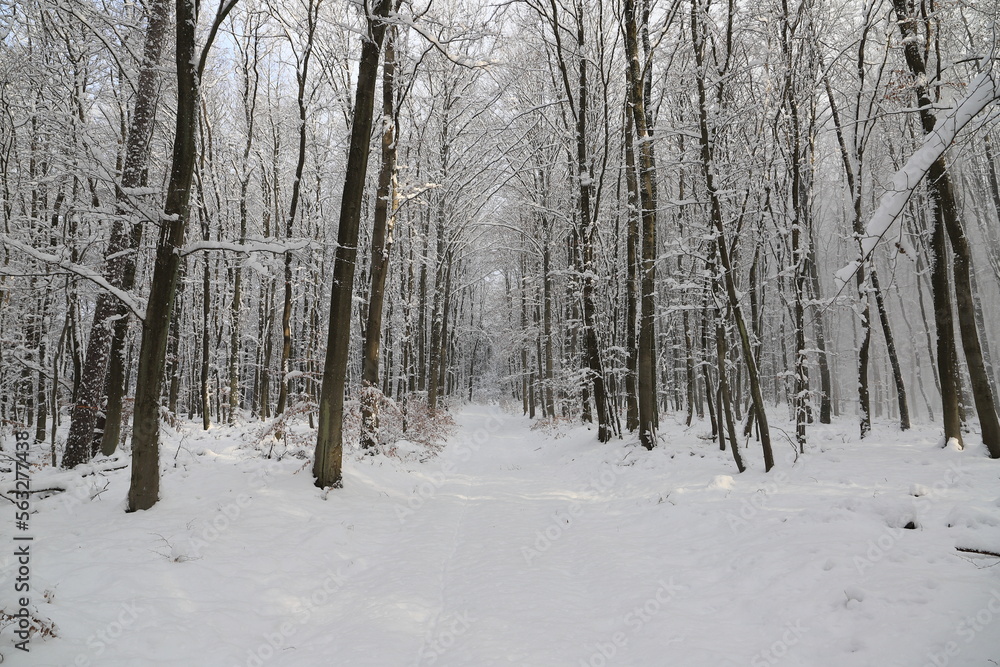 a freshly snow-covered forest path