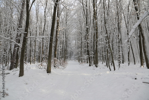a freshly snow-covered forest path