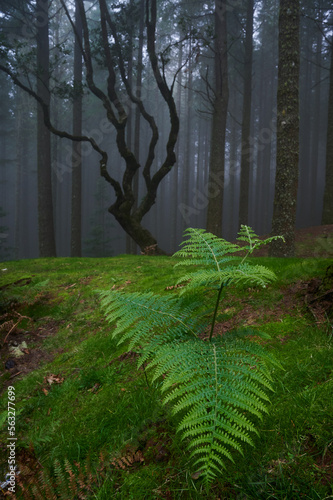 Foggy forest, ferns, green grass, misty landscape, 
rainforest in Madeira, Portugal