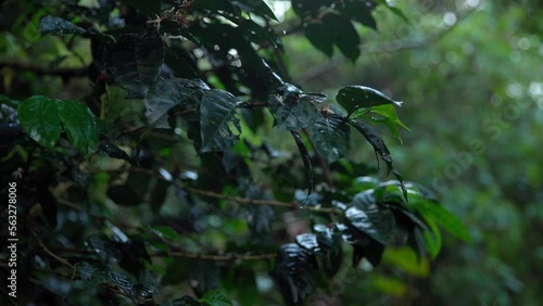 green coffee fruits on a branch in the rain forest in the rain