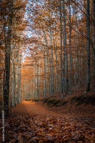 São Lourenço Beech Tree Forest, pathway leaves fall in ground landscape on autumnal background in November, Manteigas, Serra da Estrela, Portugal.