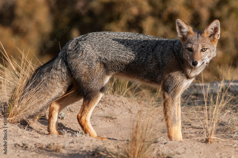 Pampas Grey fox in Pampas grass environment, La Pampa province, Patagonia, Argentina. Pampas Grey fox in Pampas grass environment, La Pampa province, Patagonia, Argentina.
