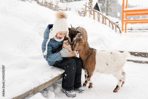 Cute girl feeding goats in the petting zoo, providing a snack to the herd of eager animals, wildlife park in the winter season