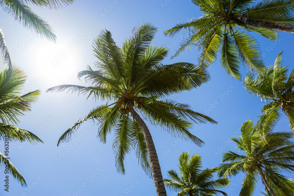 Obraz premium Palms on a blue sky background