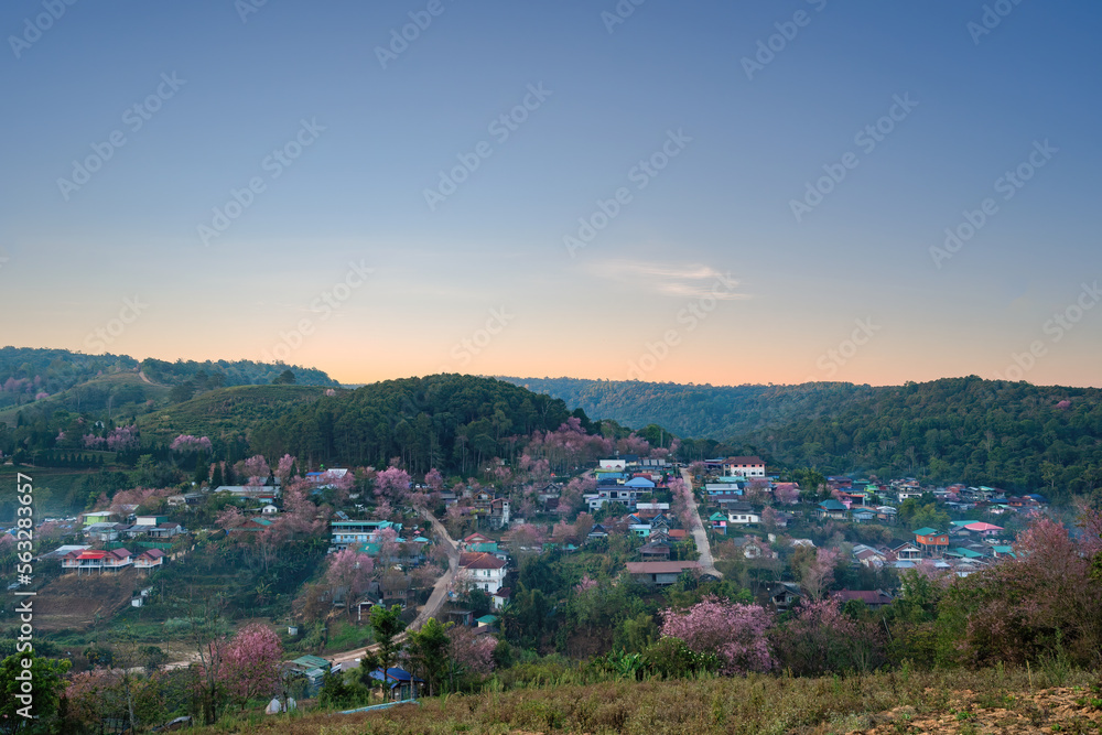 Fototapeta premium Beautiful Wild Himalayan, Cherry pink blossom Sakura flower full bloom in Ban Mai Rong Kla Village with the natural high area at Phu Lom Lo Mountain Loei, and Phitsanulok, Thailand.