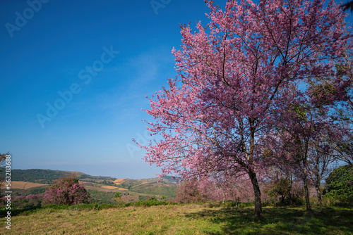 The landscape of Wild Himalayan cherry blossom forest in full bloom  Thailand