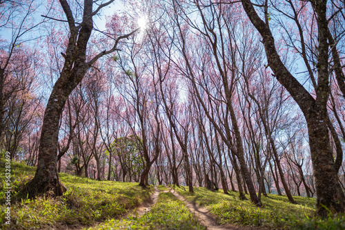 The landscape of Wild Himalayan cherry blossom forest in full bloom, Thailand