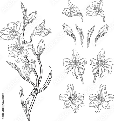 Beautiful graphic wildflowers. Floral graphic composition5