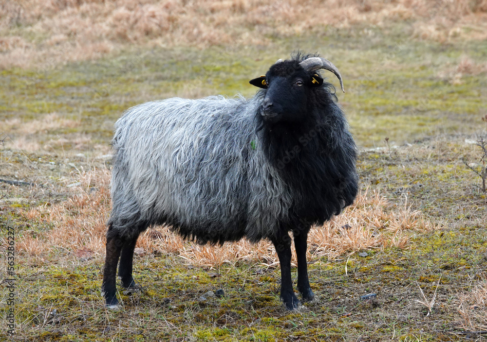 Obraz premium German Grey Heath sheep stands in a wild environment. The German name of this breed is Heidschnucke. This is a Northern European short-tailed sheep with grey hair, black legs, tail and head and horns