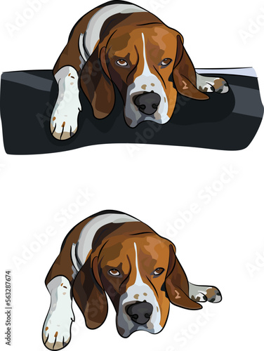 Laying Beagle dogs. Cute resting dog logo, Weakness. Sleeping dog. Pet character postcard art. Funny dog mascot. Detailed fawn small pet illustration. Chocolate and fawn. Resting dog in a pocket.