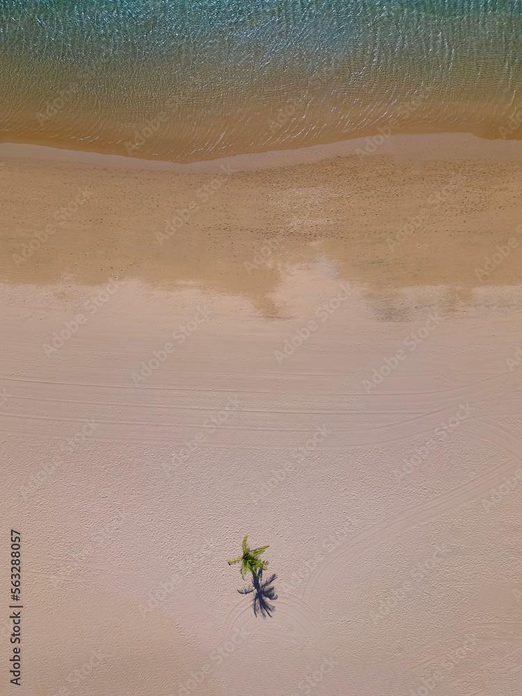 Obraz premium Lonely Palm