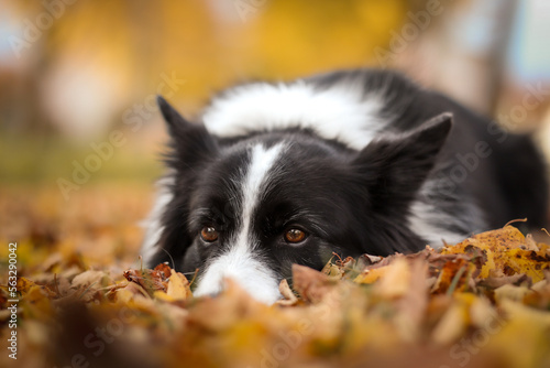 Fototapeta Naklejka Na Ścianę i Meble -  Cute Look of Border Collie in Autumn. Obedient Black and White Dog Lies Down in Fallen Leaves in October.