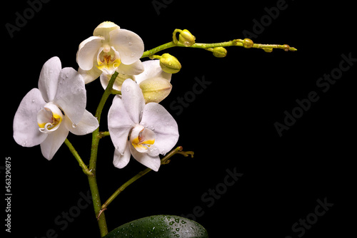 Flowering branch of a white orchid and leaves in drops of water on a black background