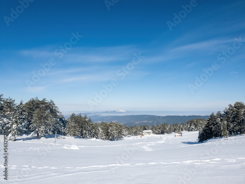 Snow covered pine trees on the background of mountain peaks. Panoramic view of the winter. © klenger