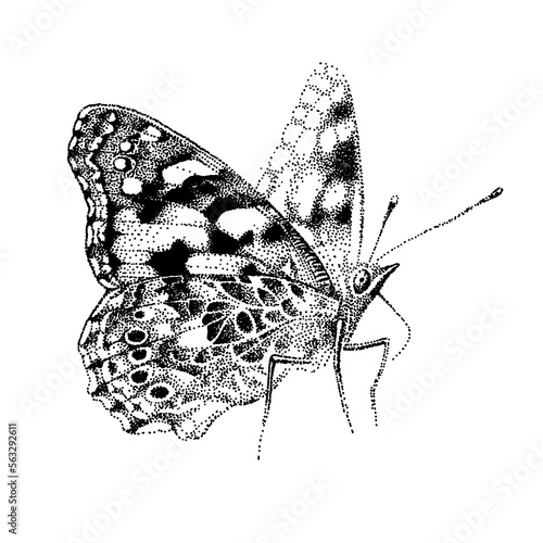 One butterfly Vanessa cardui. Painted Lady on white isolated background. Cosmopolitan. Spread wings of a beautiful insect. Realistic vector sketch.