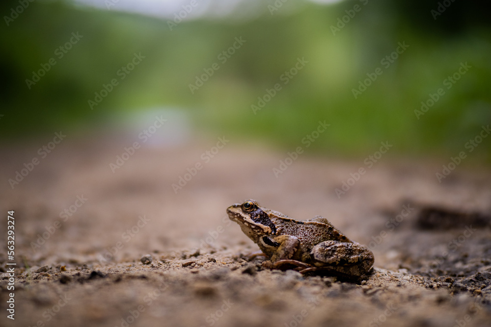 GRASS FROG