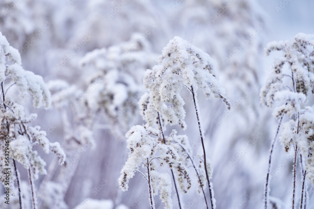 A beautiful herbaceous plant in frost. Blurred background. Selective focus.
