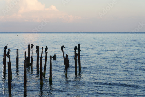A picturesque seascape with a pink cloudy sky at sunset. A flock of cormorants sits on wooden pilings in the water. Copy space. © ROMAN DZIUBALO