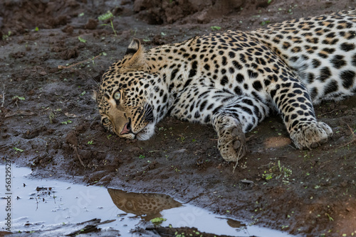 leopard on the mud next to a river