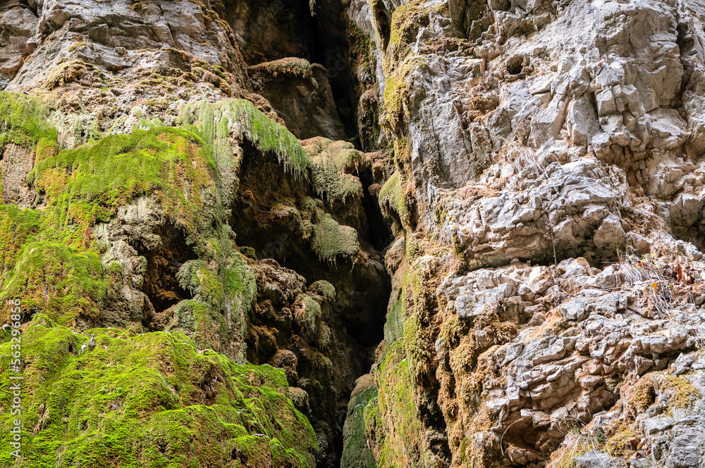 moss growing on a rock face. Stones boulders covered with moss -  (Hylocomium splenens)