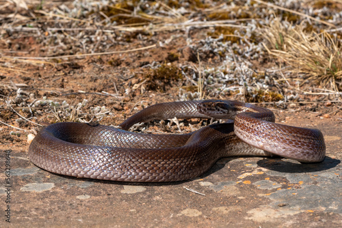 Brown house snake (Boaedon capensis)
