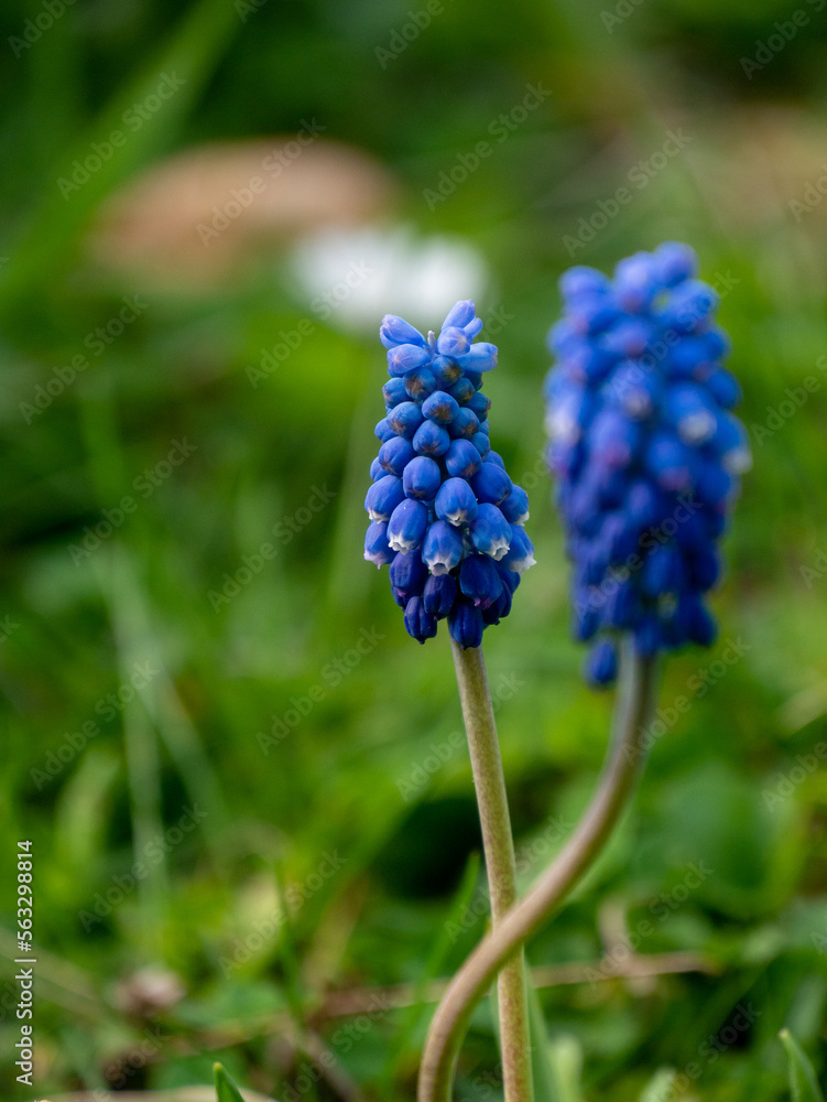 Muscari, gros plan avec une fleur floue Muscari, gros plan avec une fleur floue