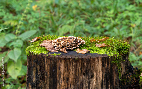 Trametes versicolor mushrooms on a tree trunk full of moss, photo