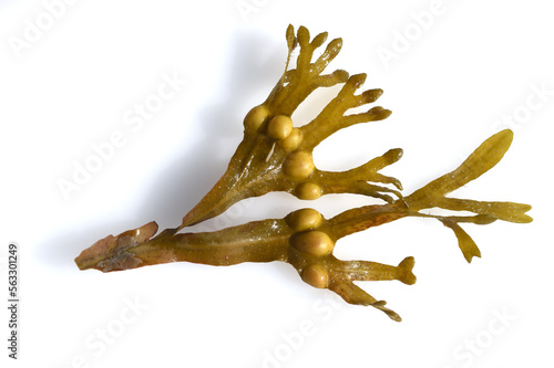 Bl Bladderwrack, Fucus vesiculosus