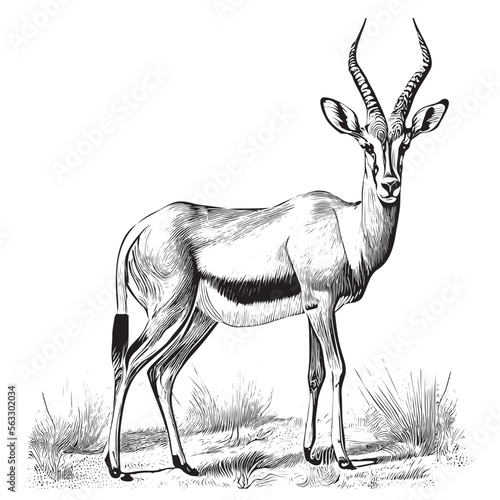Antelope animal hand drawn engraving sketch Vector illustration