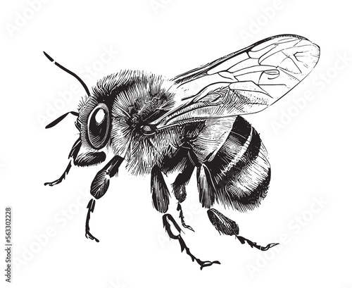 Bumblebee insect hand drawn engraving sketch Vector illustration