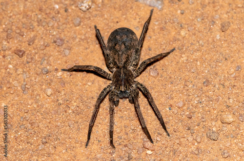 Wolf spider (Lycosidae)