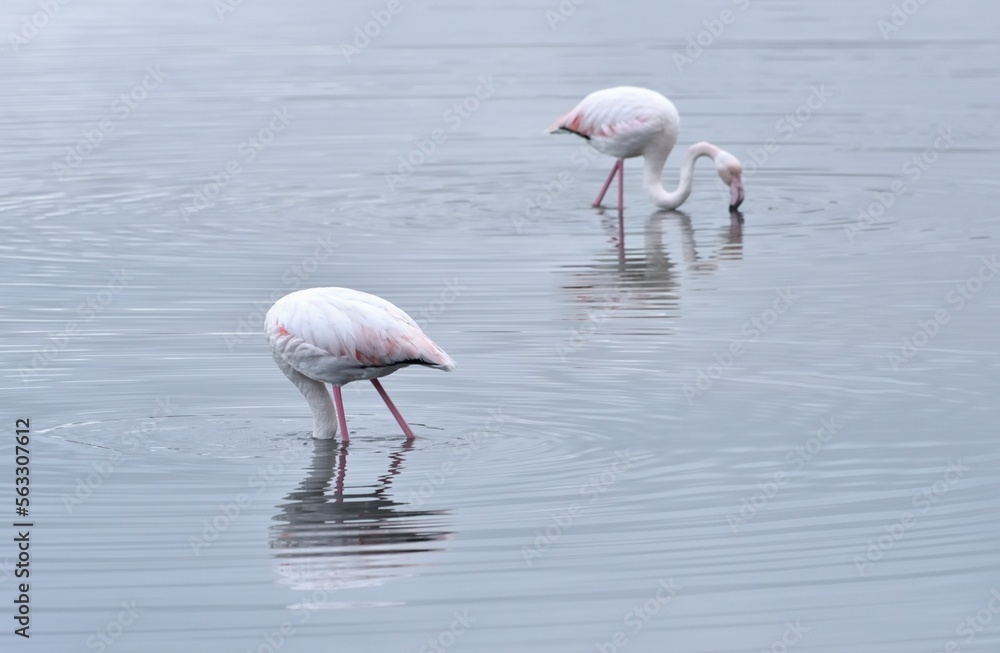 Two flamingos eating in the pond close-up