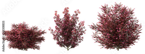 Photo Red shrubs plants cutout transparent backgrounds 3d rendering png file