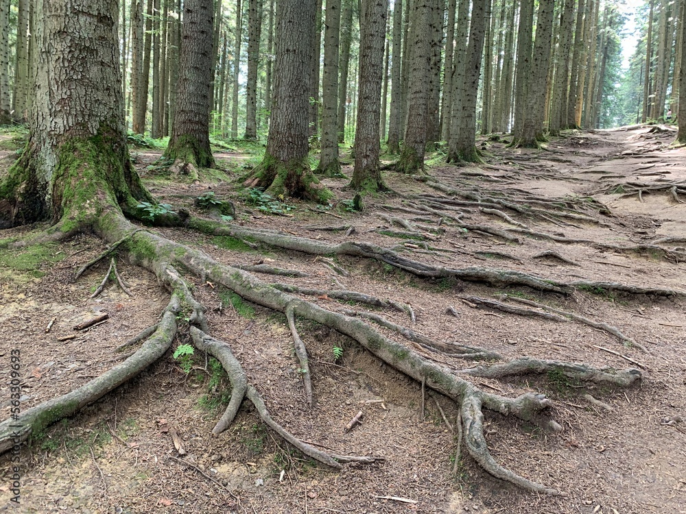 The root system of tall forest trees. Forest road among huge pines. Old forest, trunks of perennial pines. The root system of tall forest trees. Forest road among huge pines. Old forest, trunks of perennial pines.