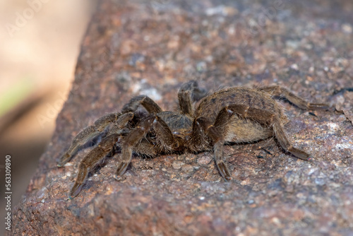 Baboon spider (Harpactira sp)  photo