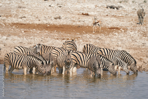 Group of Burchell s Zebra  Equus burchellii  drinking from a waterhole in Etosha National Park  Namibia