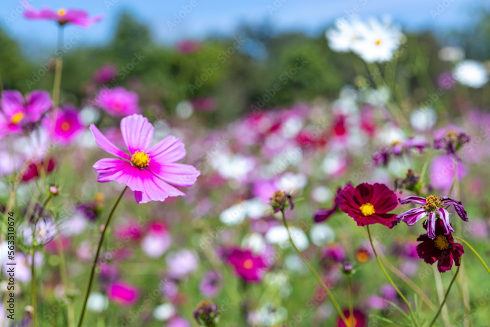 field of flowers