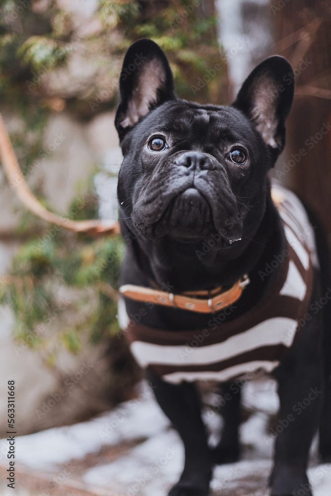 Portrait of French Bulldog in a vest outside