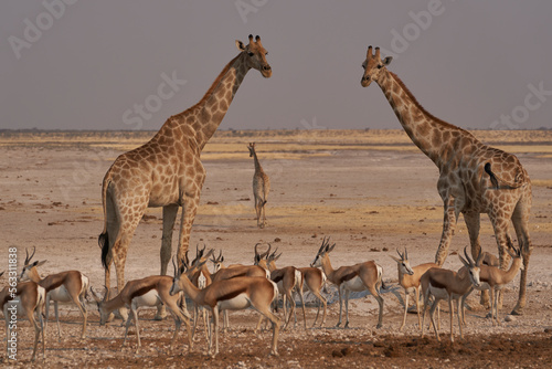 Giraffe (Giraffa Camelopardalis) drinking at a crowded waterhole in Etosha National Park, Namibia