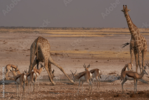 Giraffe (Giraffa Camelopardalis) drinking at a crowded waterhole in Etosha National Park, Namibia © JeremyRichards