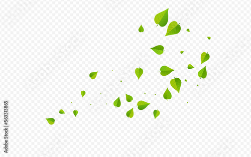 Green Leaf Spring Vector Transparent Background