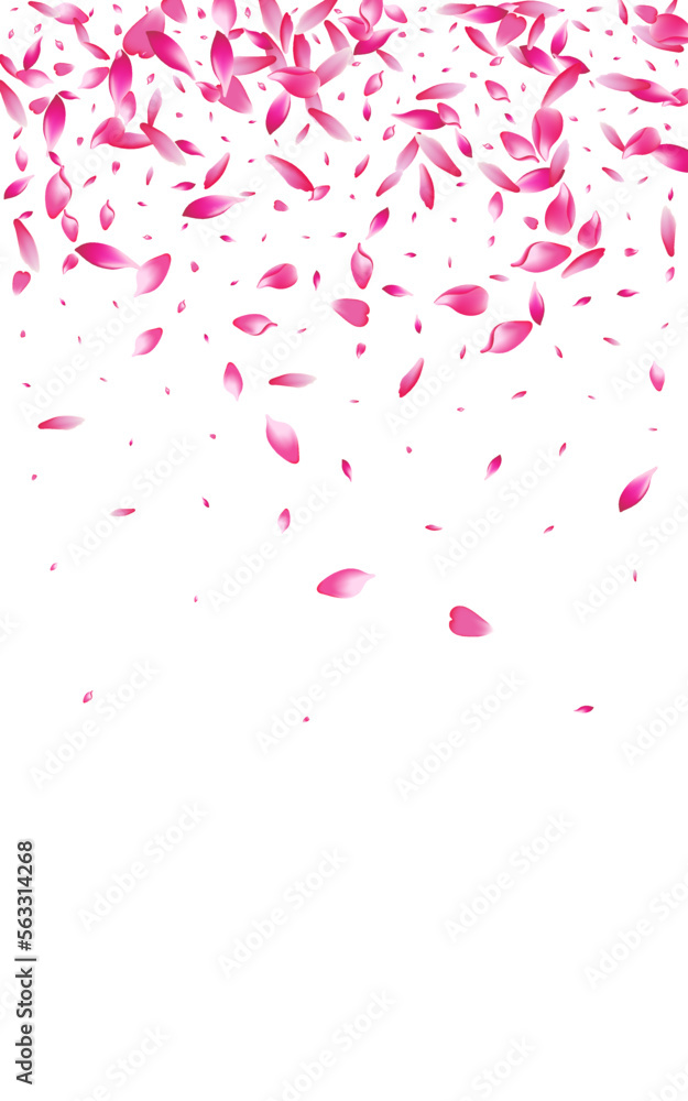 Pink Cherry Petal Vector White Background. Pink Cherry Petal Vector White Background.