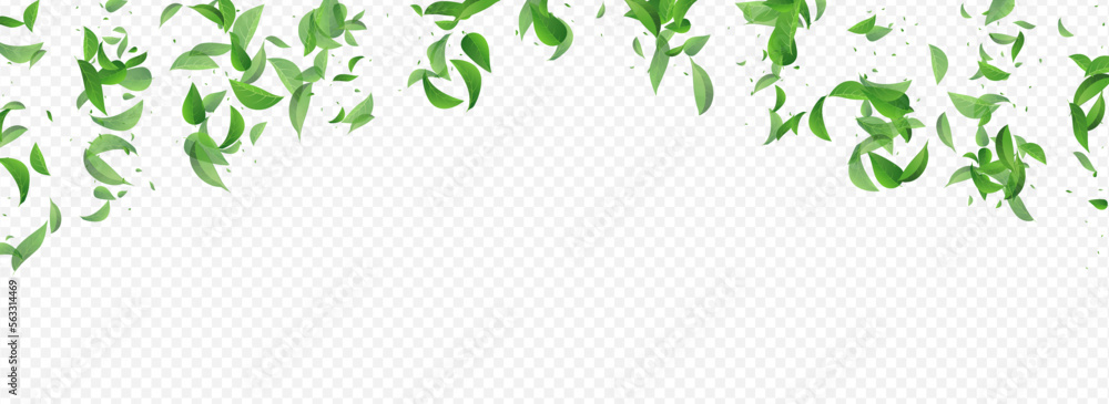 Olive Greens Herbal Vector Panoramic Transparent