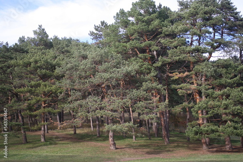pine trees in the forest in autumn