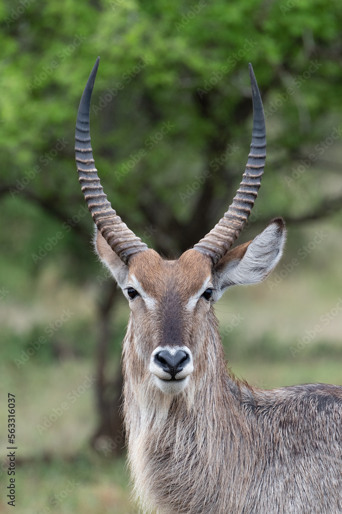 portrait of a male water buck portrait of a male water buck