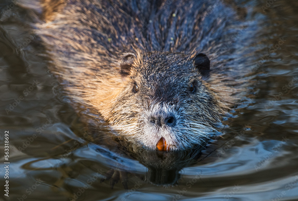 Nutria, frontal in einem Wassergraben (prignitz-Brandenburg) Nutria, frontal in einem Wassergraben (prignitz-Brandenburg)