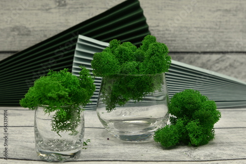 plant in a pot